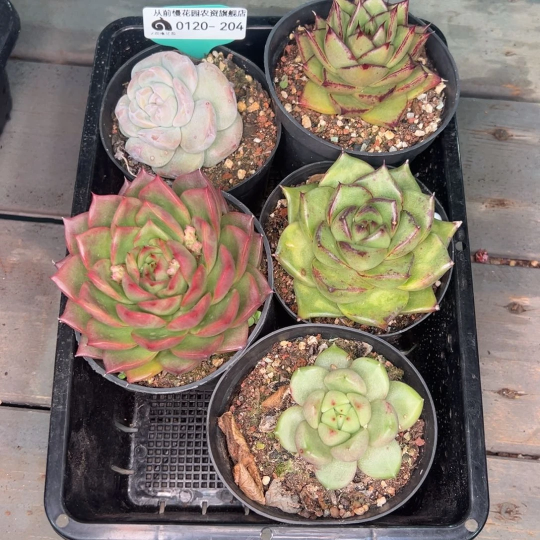 从前慢多肉精选编号0120.204