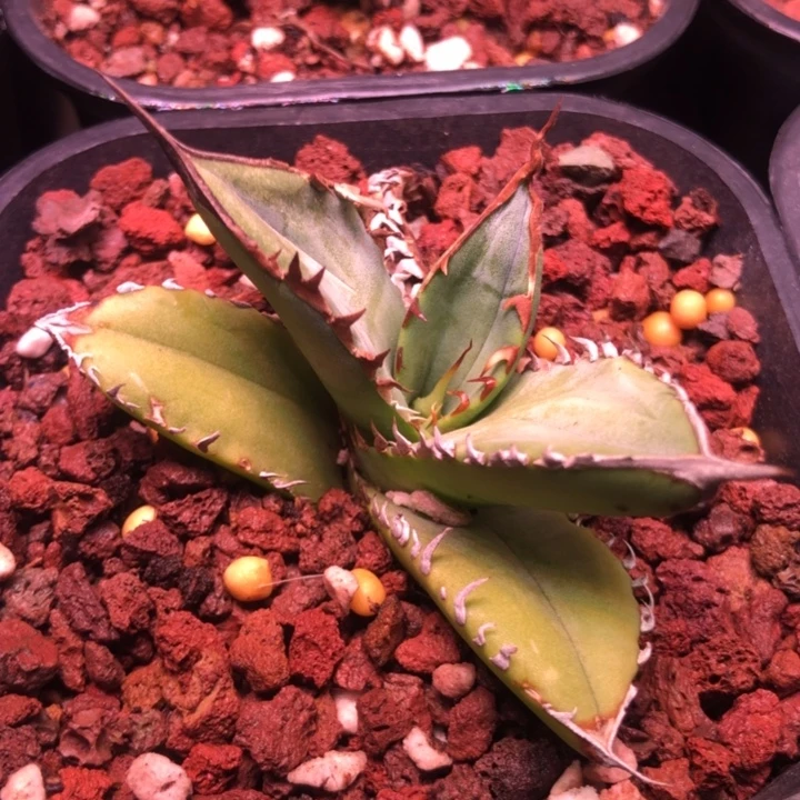 青胜蓝仁王冠龙舌兰