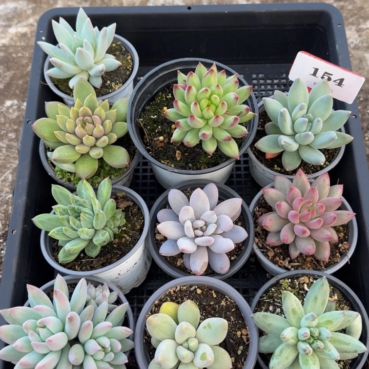 154多肉植物一物一拍