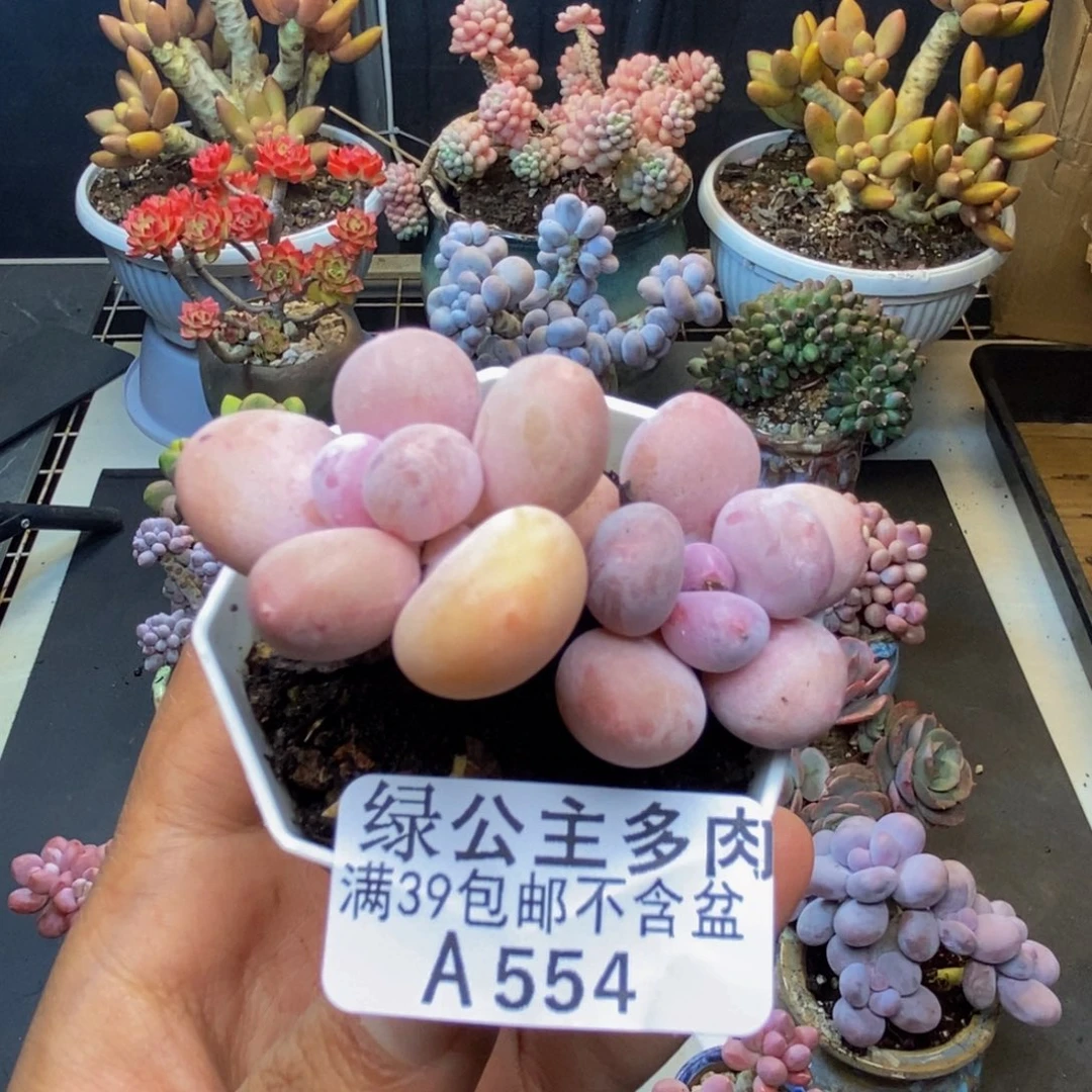 554蛋黄奶多肉5c m