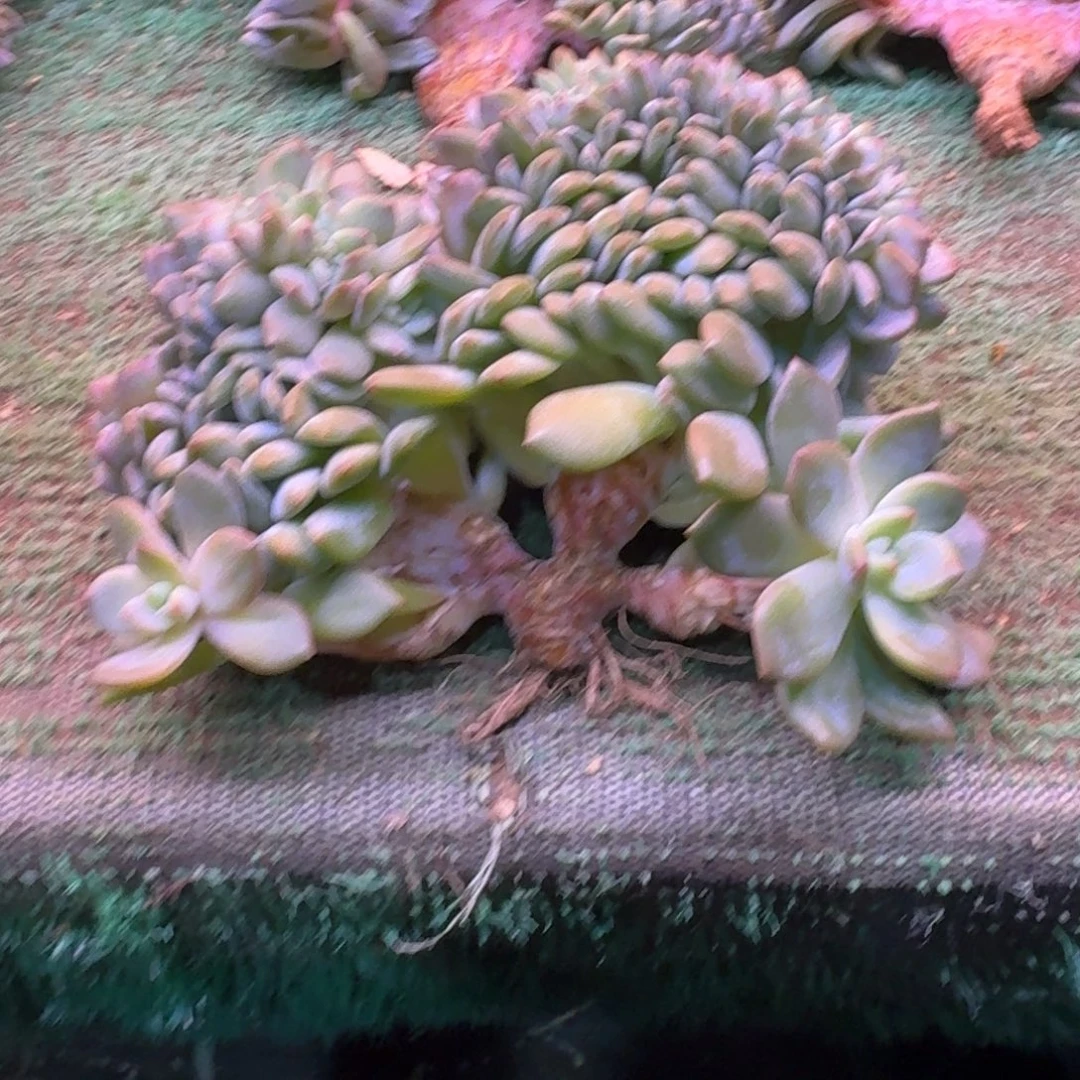 星影树缀无砍多肉