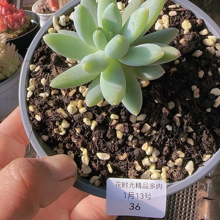 花时光精品多肉36