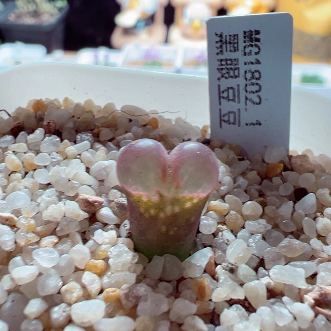 1103-353多肉多肉的
