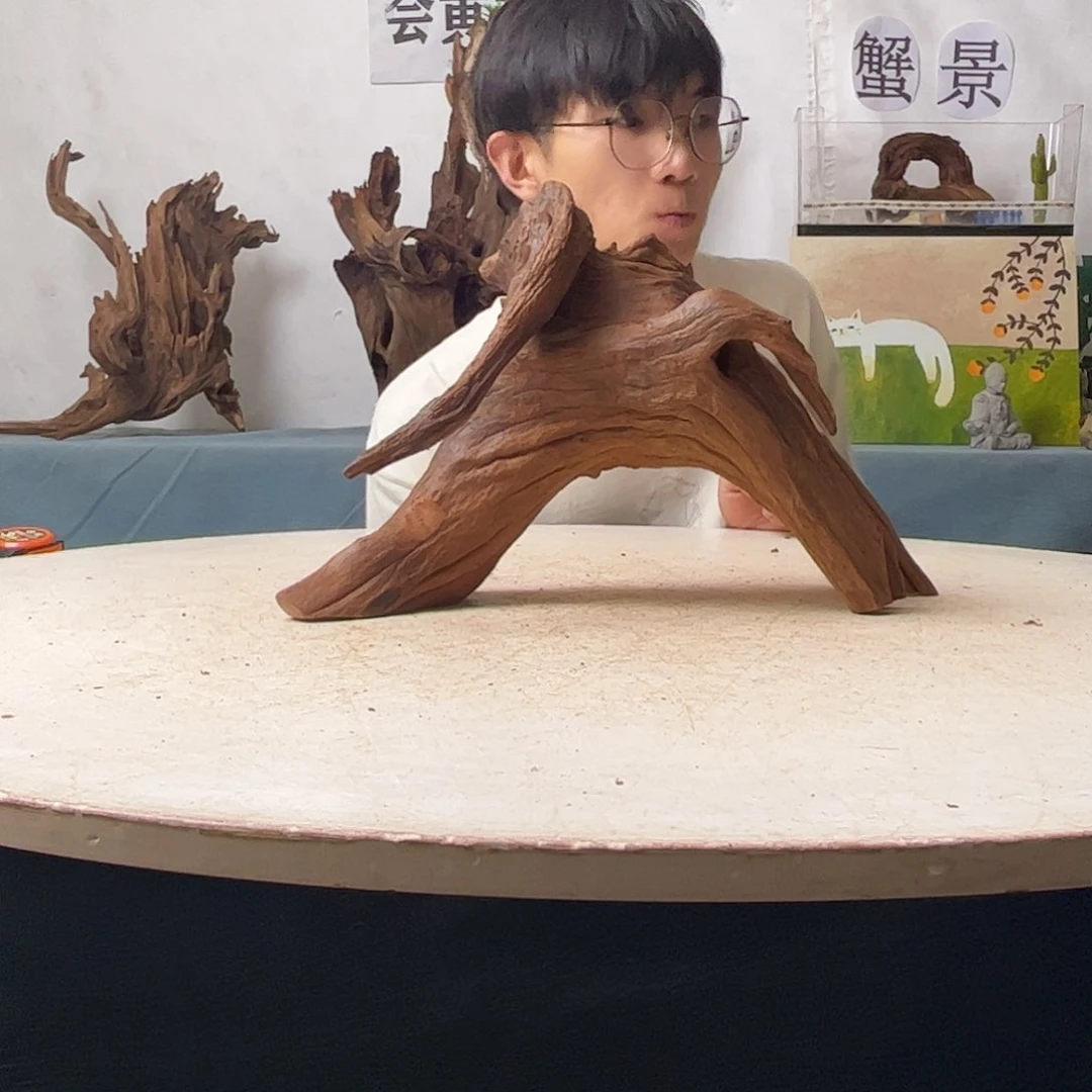 沉木造景寄居蟹造景