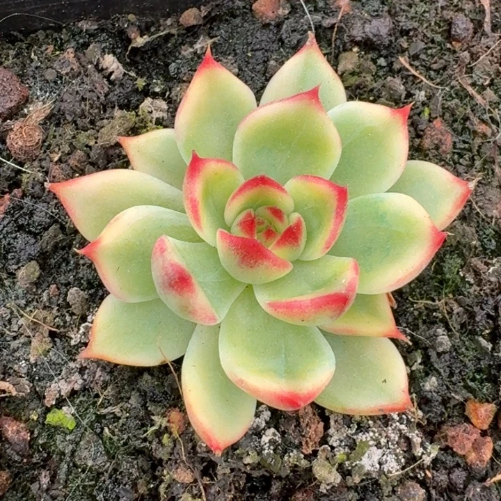 桃花锦一物一拍好看