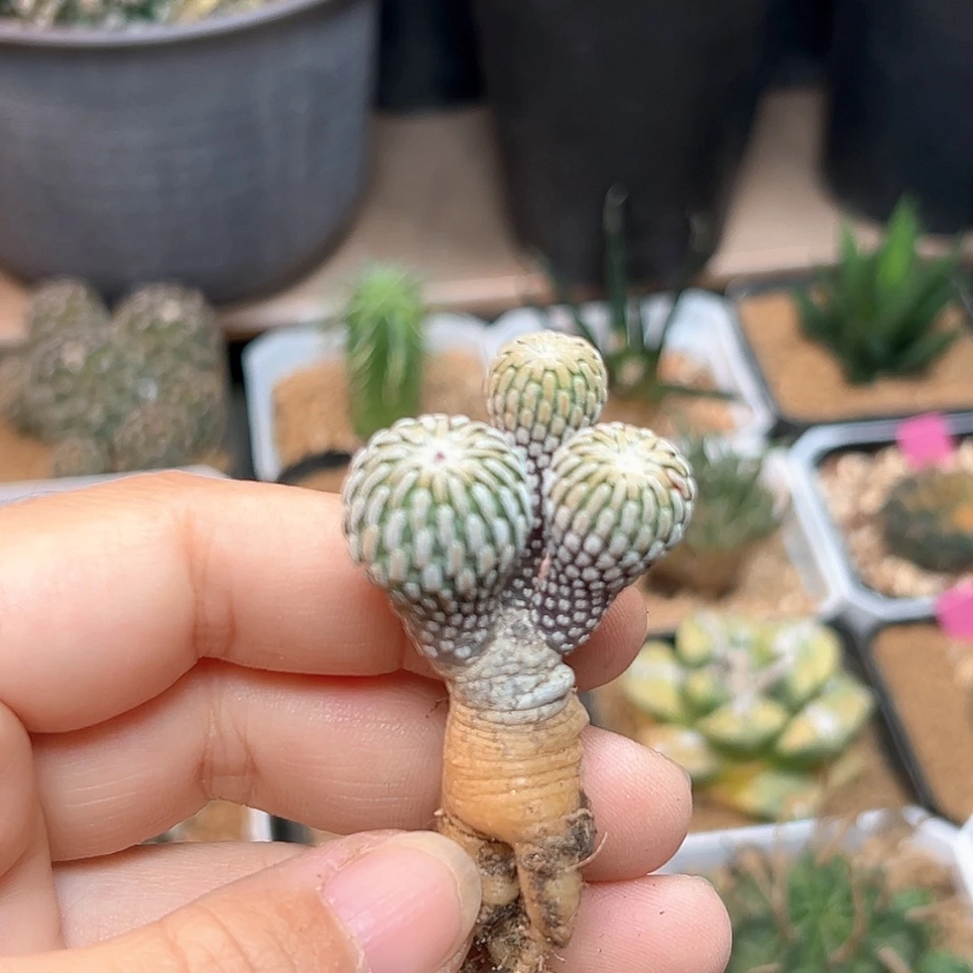 开花株实生浓赤花精巧殿