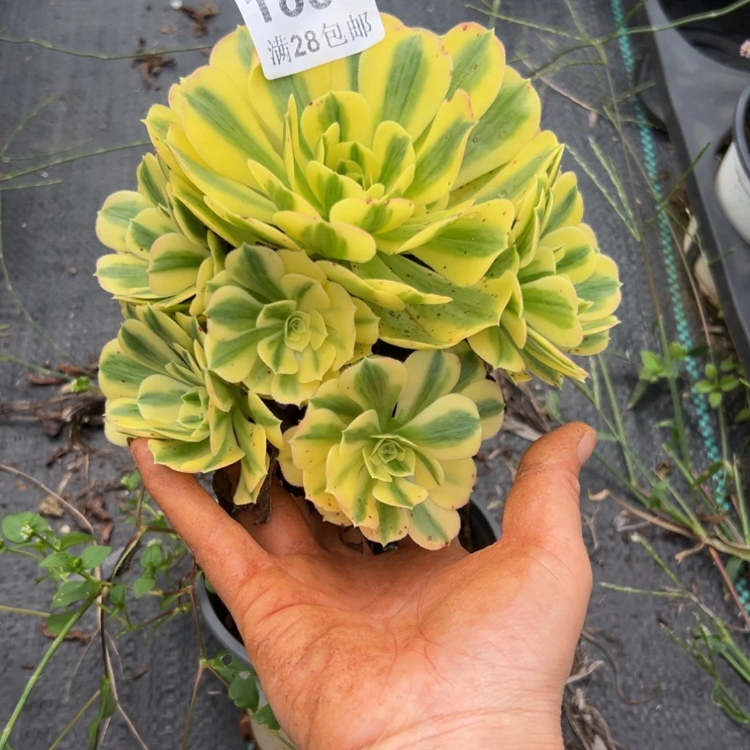 多肉植物1830脱土