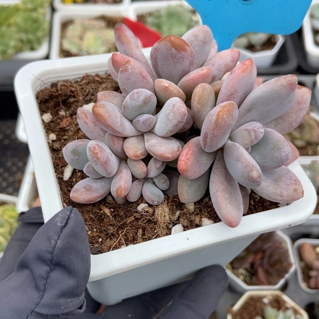 10粉兔多肉植物多肉