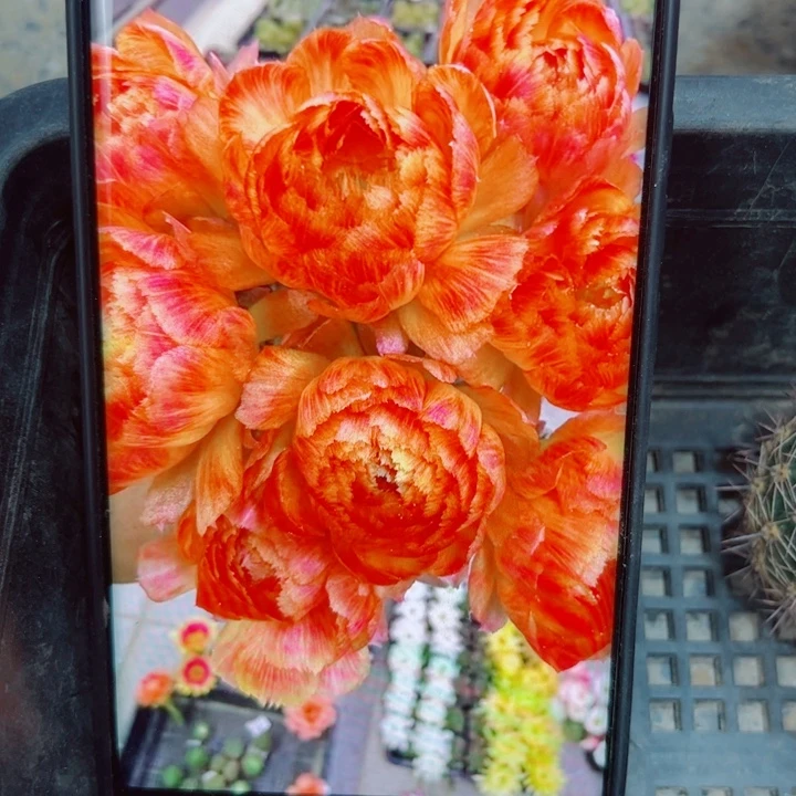 81丽花130 歪无根侧芽2一3公分左右20包邮