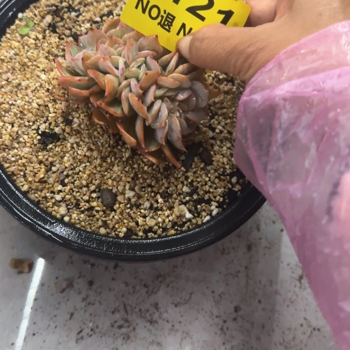 0121血凤缀化小群生