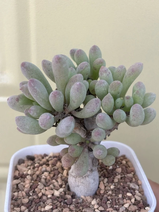 卡拉菲厚墩菊木质老桩