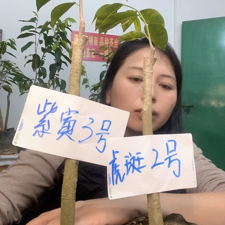 当前无花栽培后可以开花