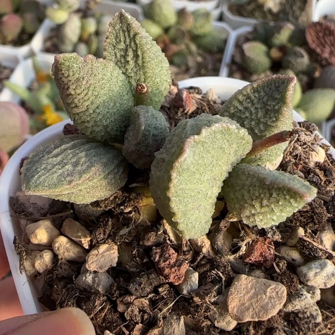 哈默绿猪肝水泡植物