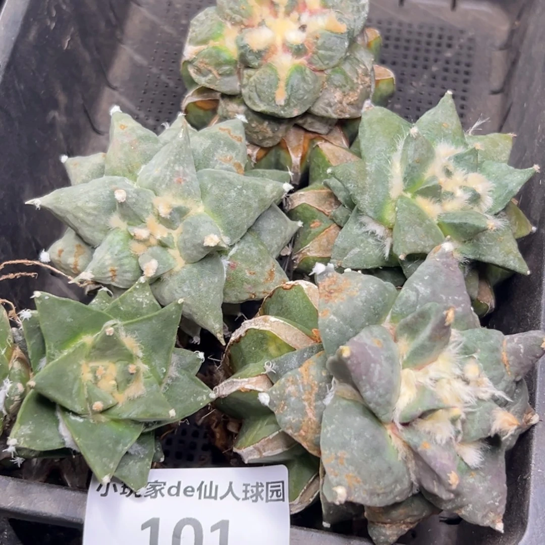 101 仙人球的比赛将于本