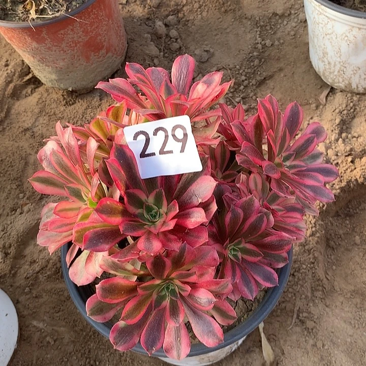 无花朵229美杜莎北