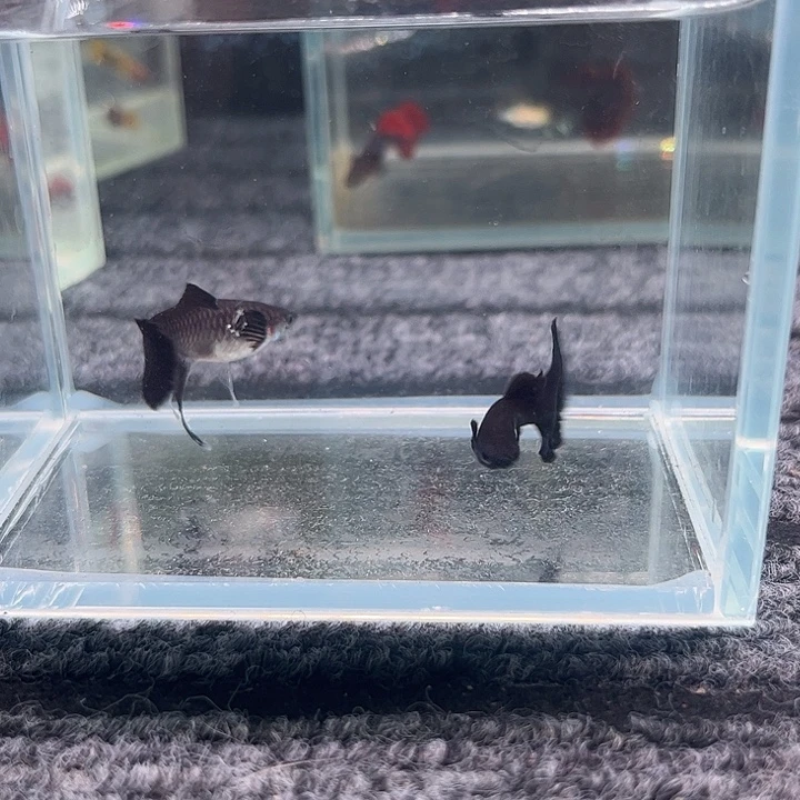 孔雀鱼木炭黑大c一对种鱼