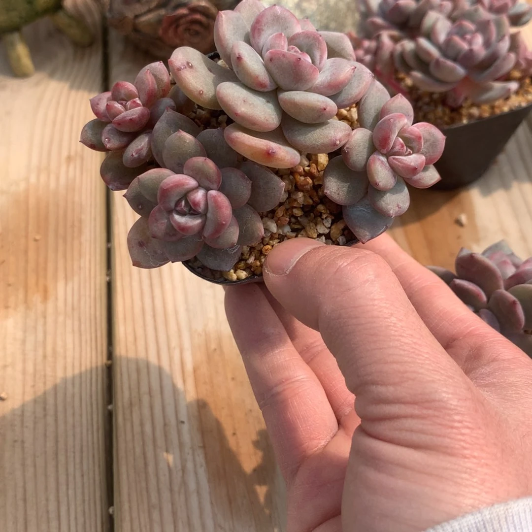 ?****毛小卷毛突尼斯发货多肉5555