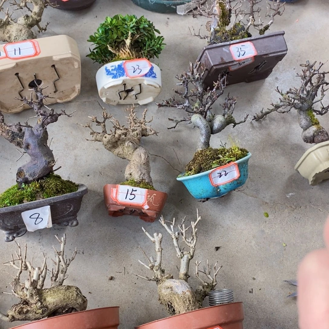 火棘盆景火棘盆景艺术家