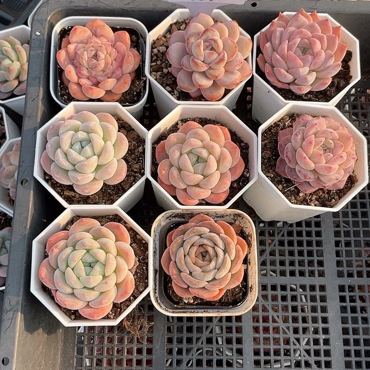 薇薇安园艺多肉004