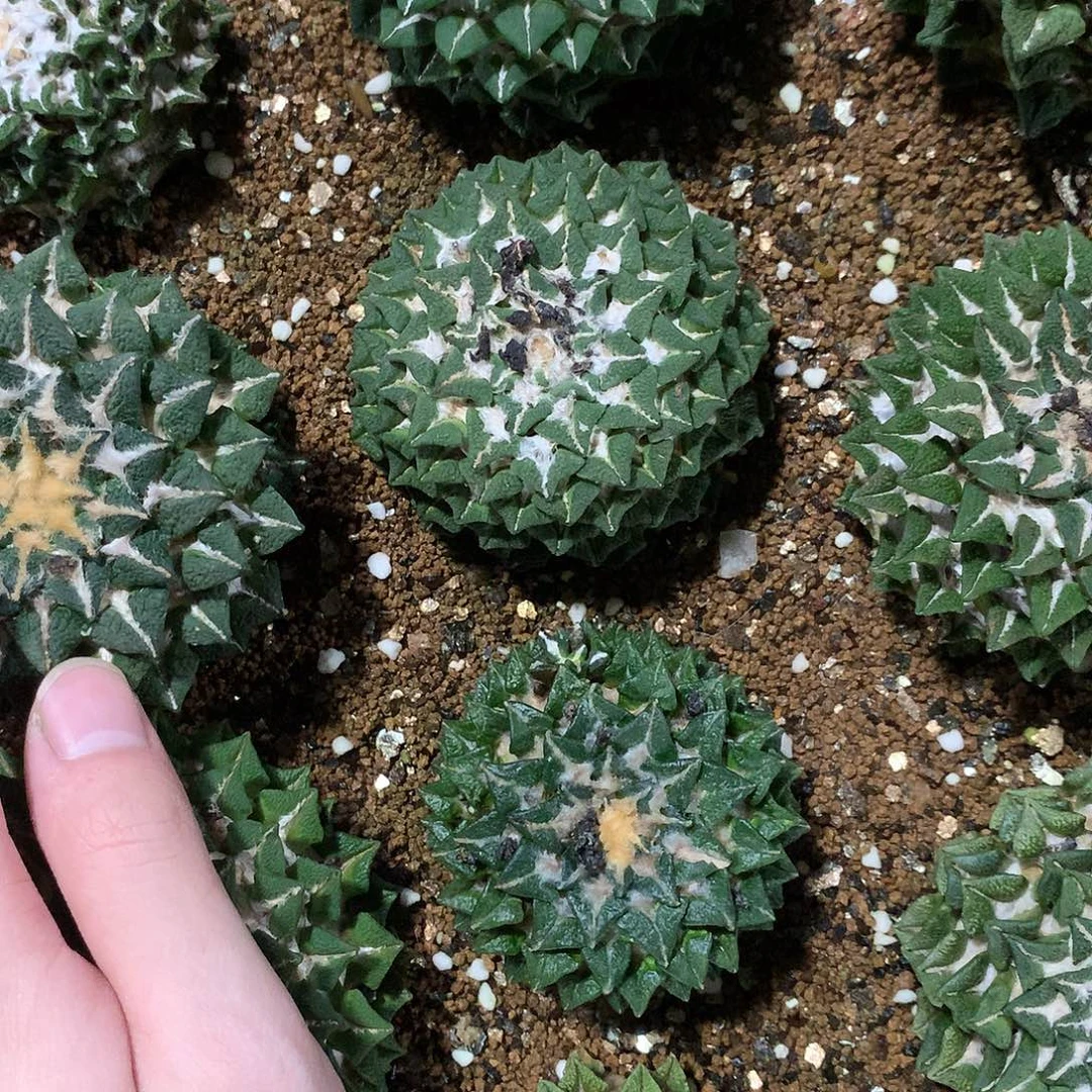 用***3螺旋馒头黑牡丹新粉价