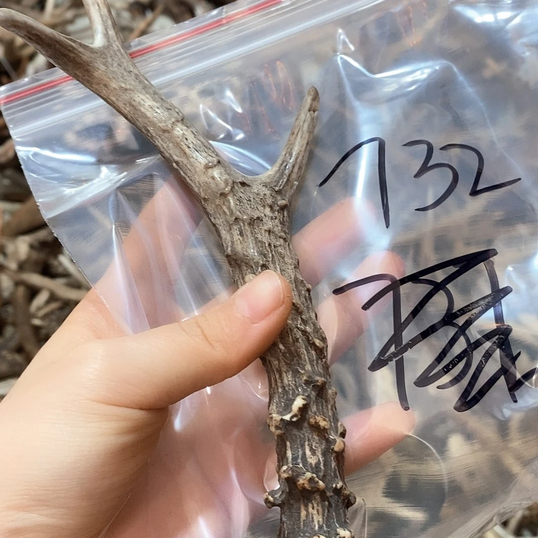 鹿角鹿角鹿角鹿角鹿