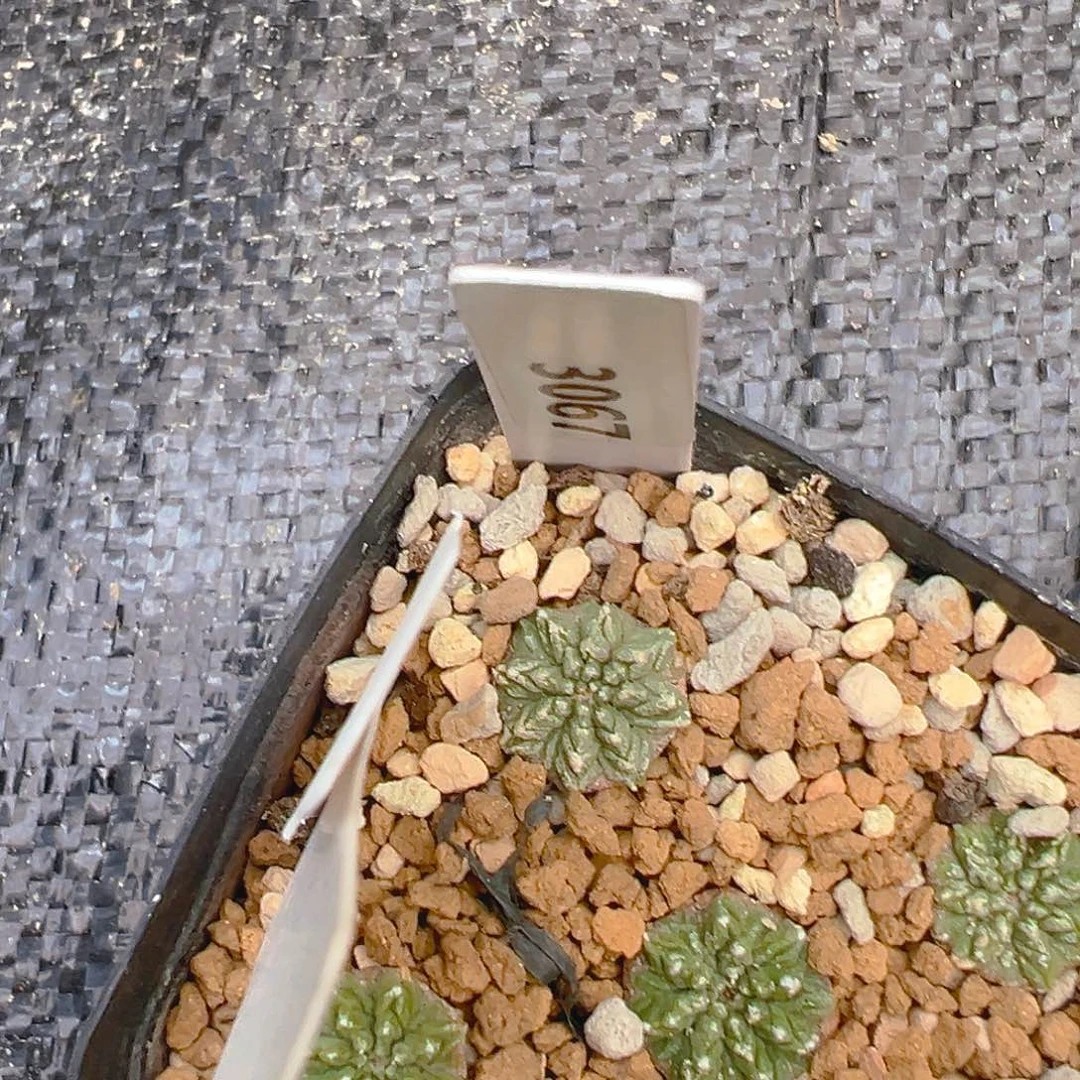 S***a3067老花笼实生裸根发货