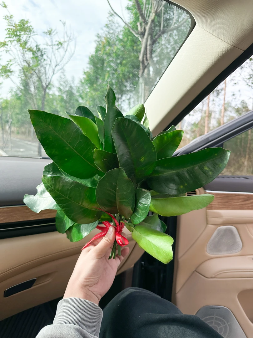 新鲜柚子叶鲜切叶6枝好运加倍