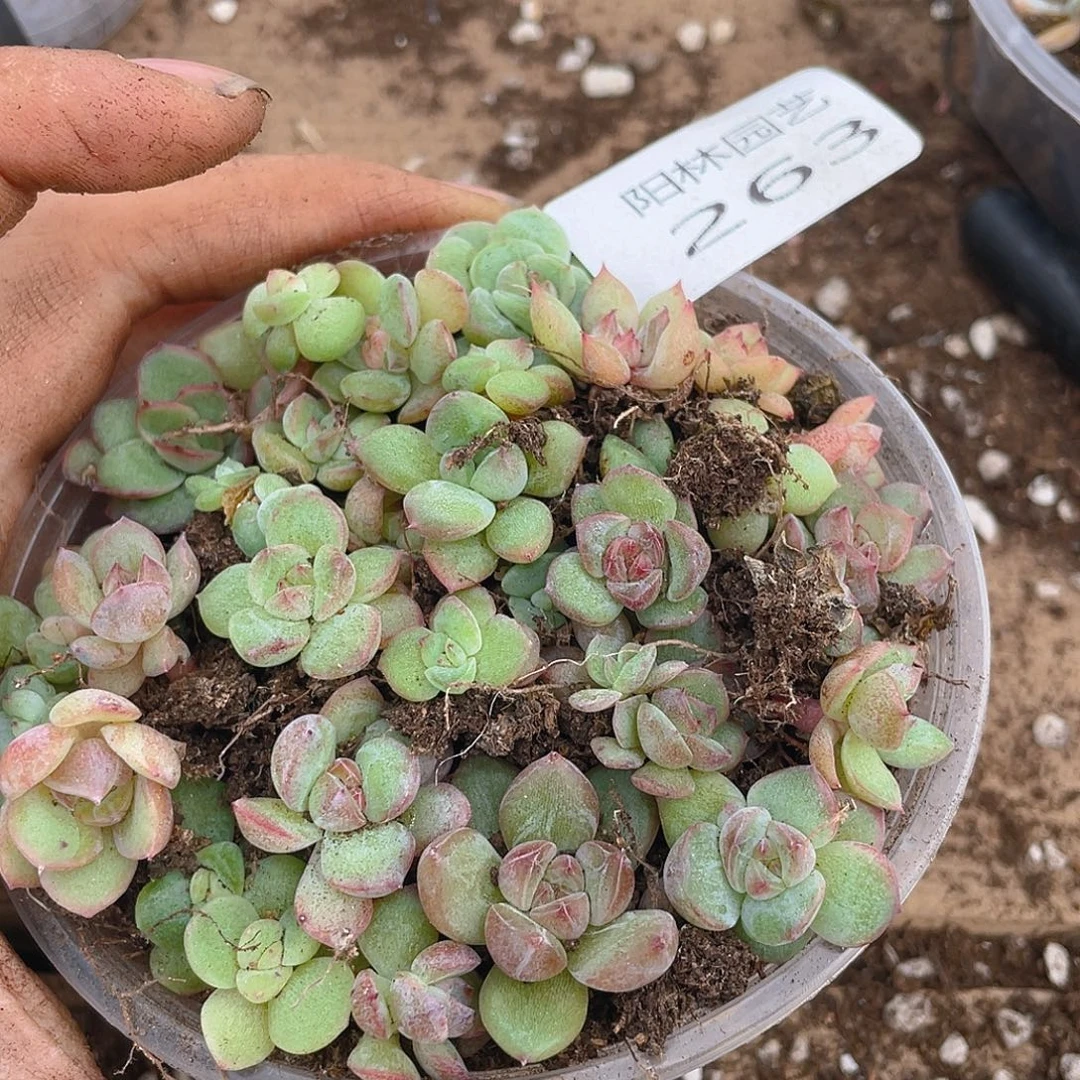 多肉植物多肉植物263