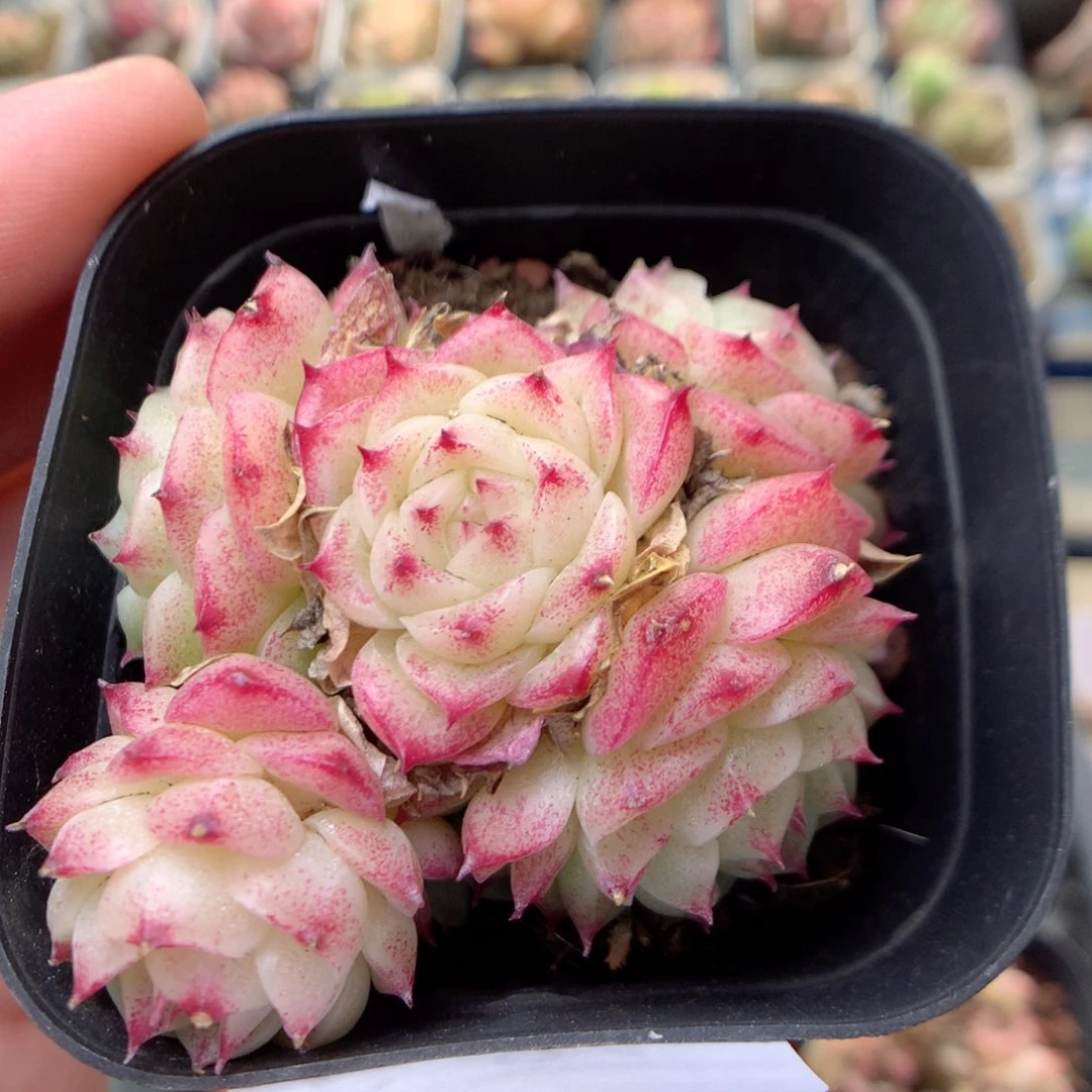 C84 ，柿子多肉20包邮两天凑单，偏远地区不发货