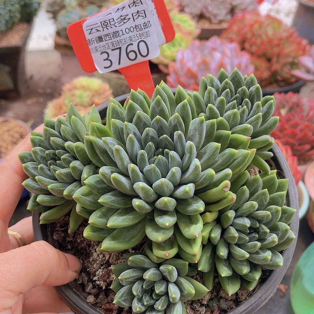 3760陨石。