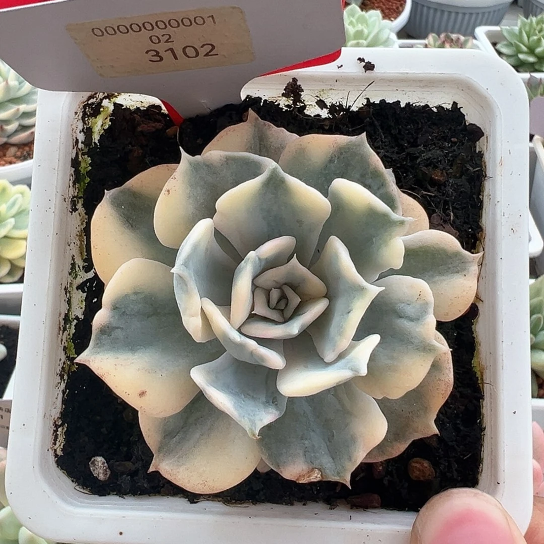 睡***鱼3102号丽娜莲锦多肉