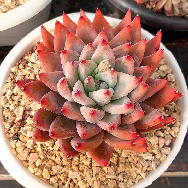 多肉植物一物一拍