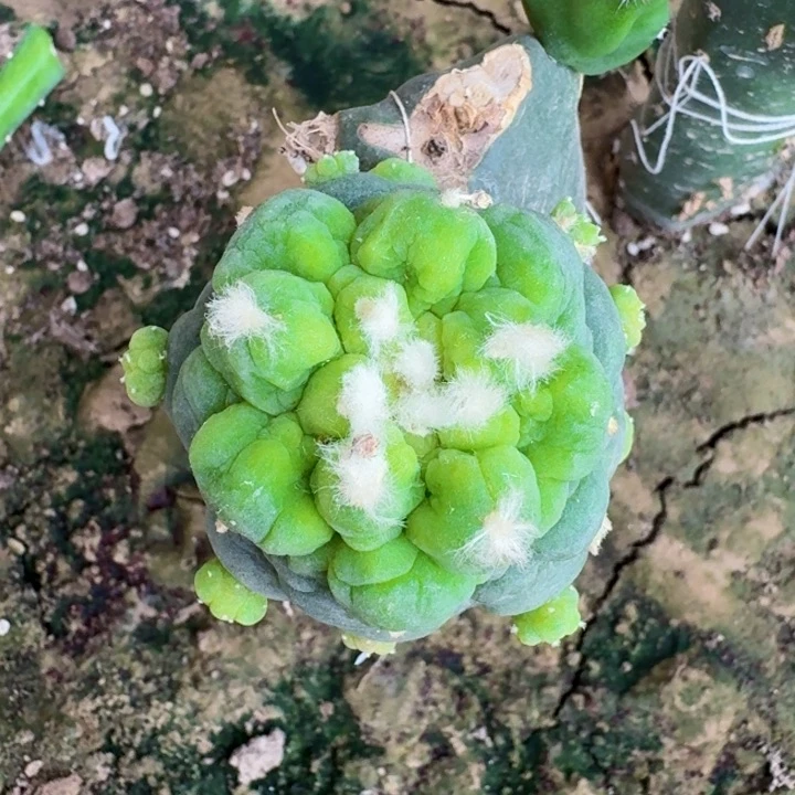 无花朵118大皱油仙一号
