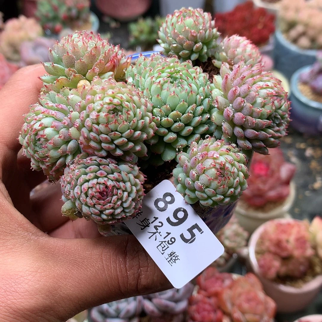 精控拇指盆12.19895