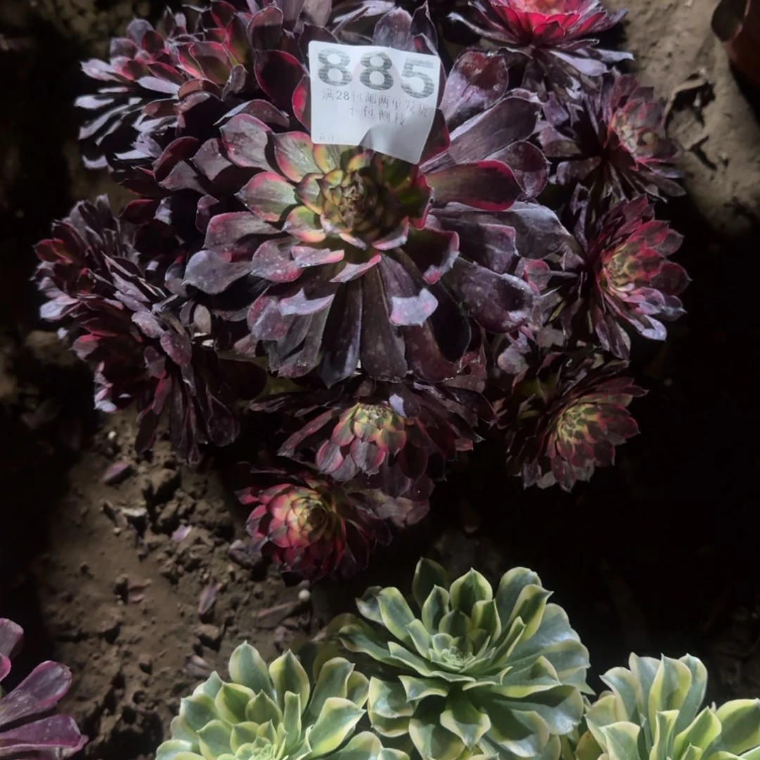 湘885号烟花清棚不包损