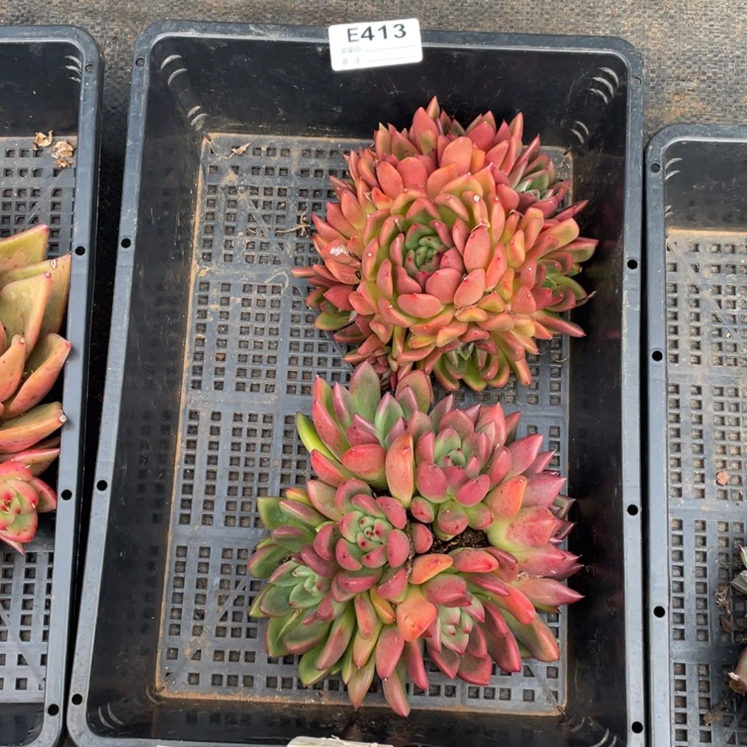 无花朵若如东云单拍E413