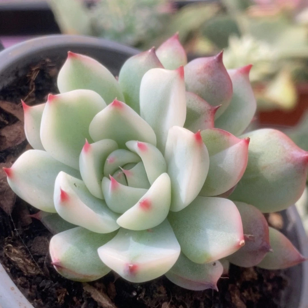 290锦锦锦锦锦锦锦锦