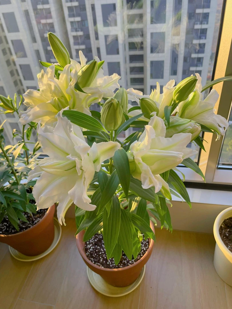 【爱莎】14/15重瓣大花浓香种球大四季可种阳台庭院种植耐