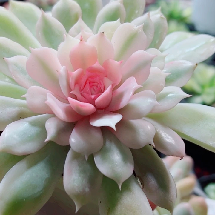 粉蝶锦多肉植物1783