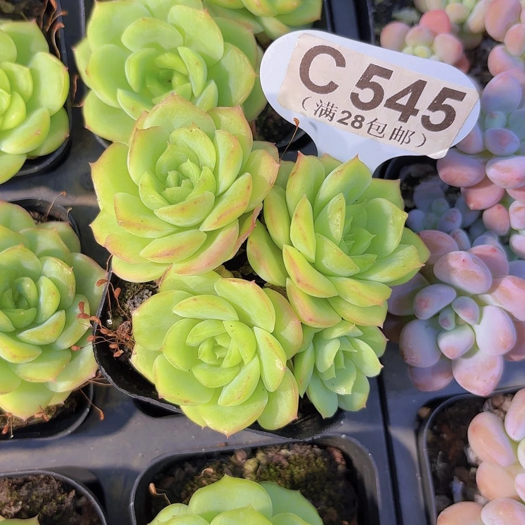 C545宝宝绿一物一拍
