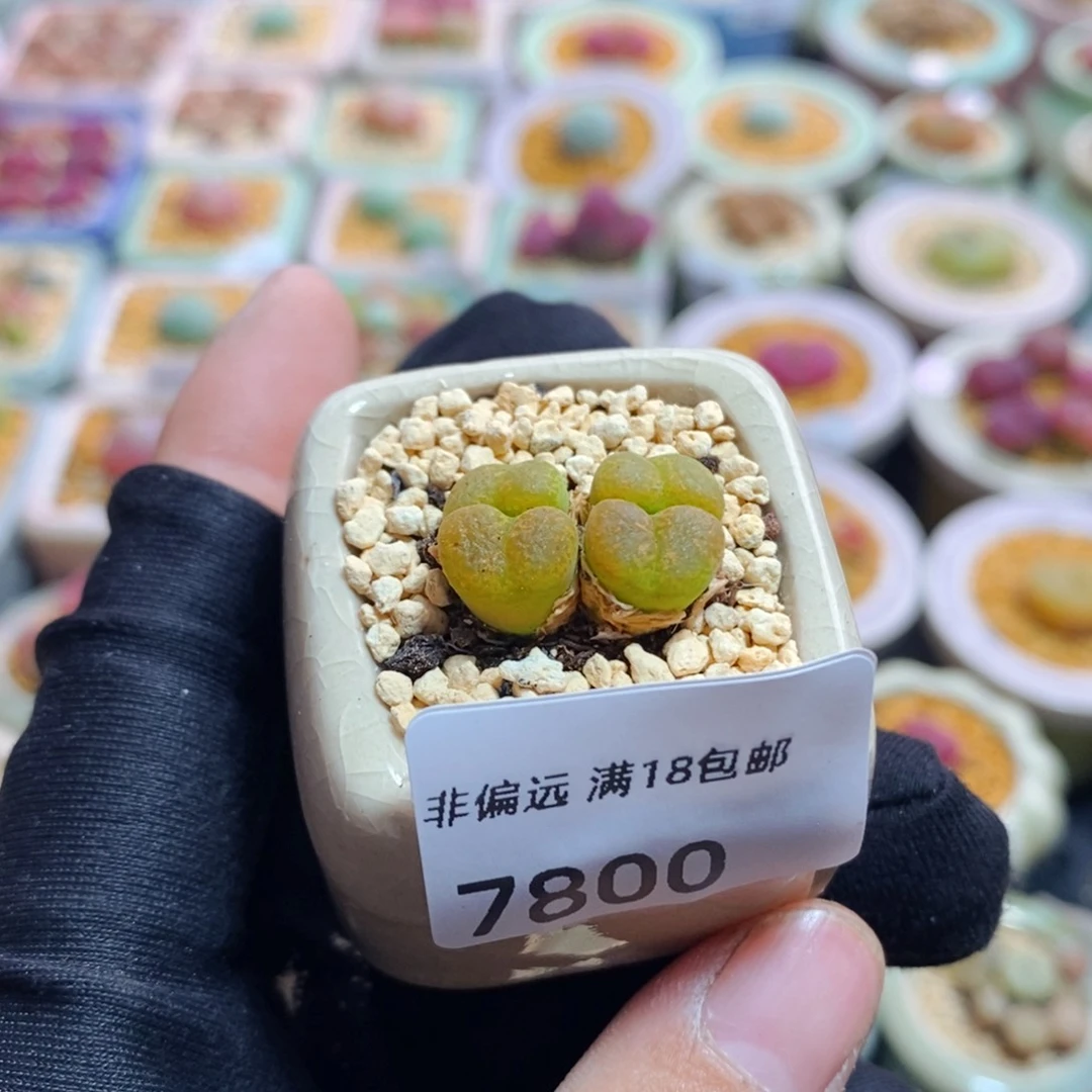 菠*7800-一物一拍 带盆