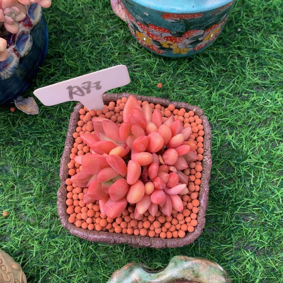 霸***香多肉植物737373737373@