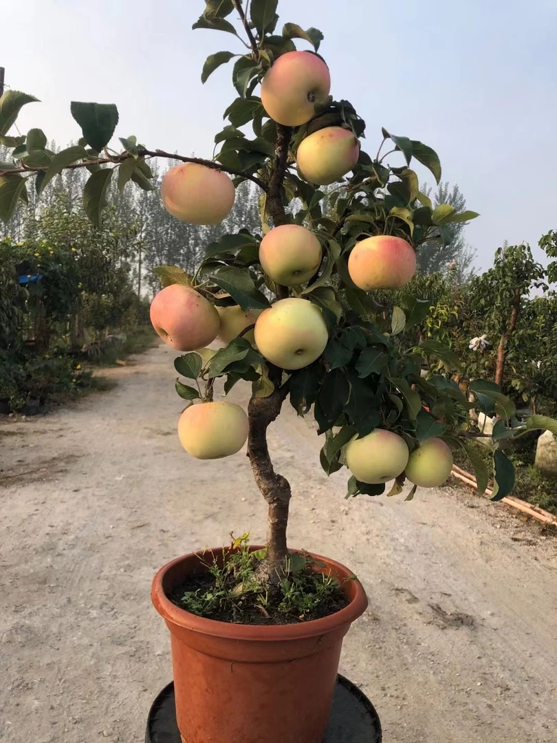 家和盆景盆栽 所有品种规格下单链接直播间一物一拍