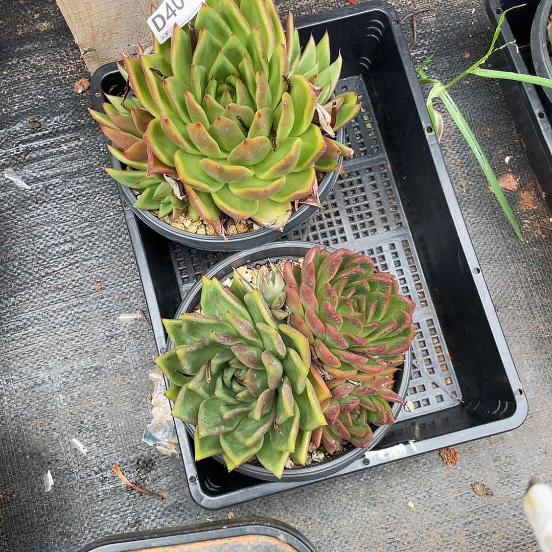 若如东云组拍D401