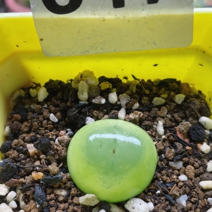 647拉登2.5cm带盆l l