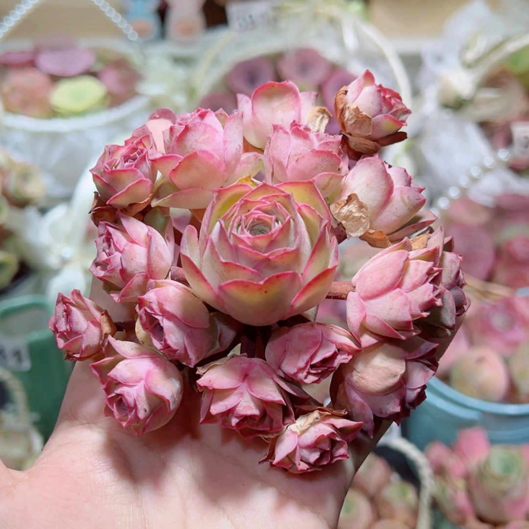 541粉色梦境飘枝手捧花。