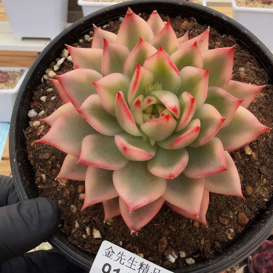 0105-12不知名锦单头