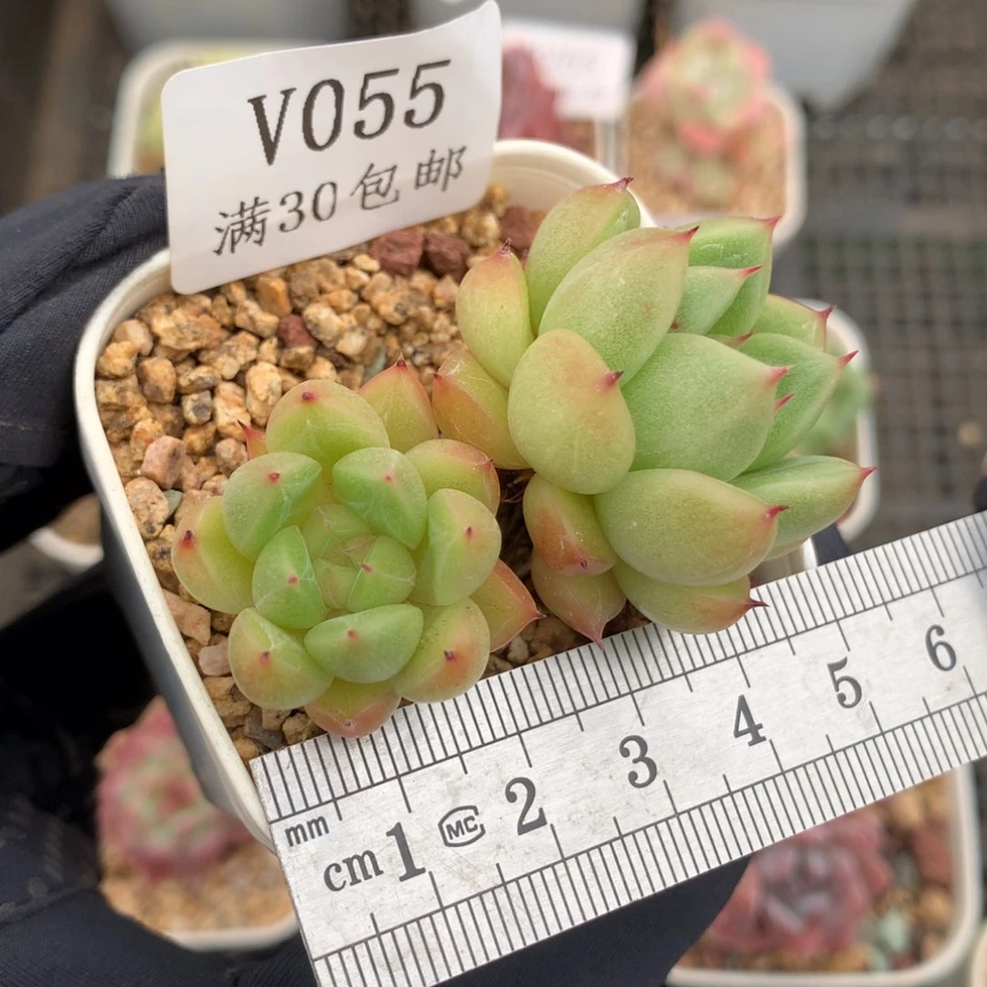 55。晴空珍妮。韩货。