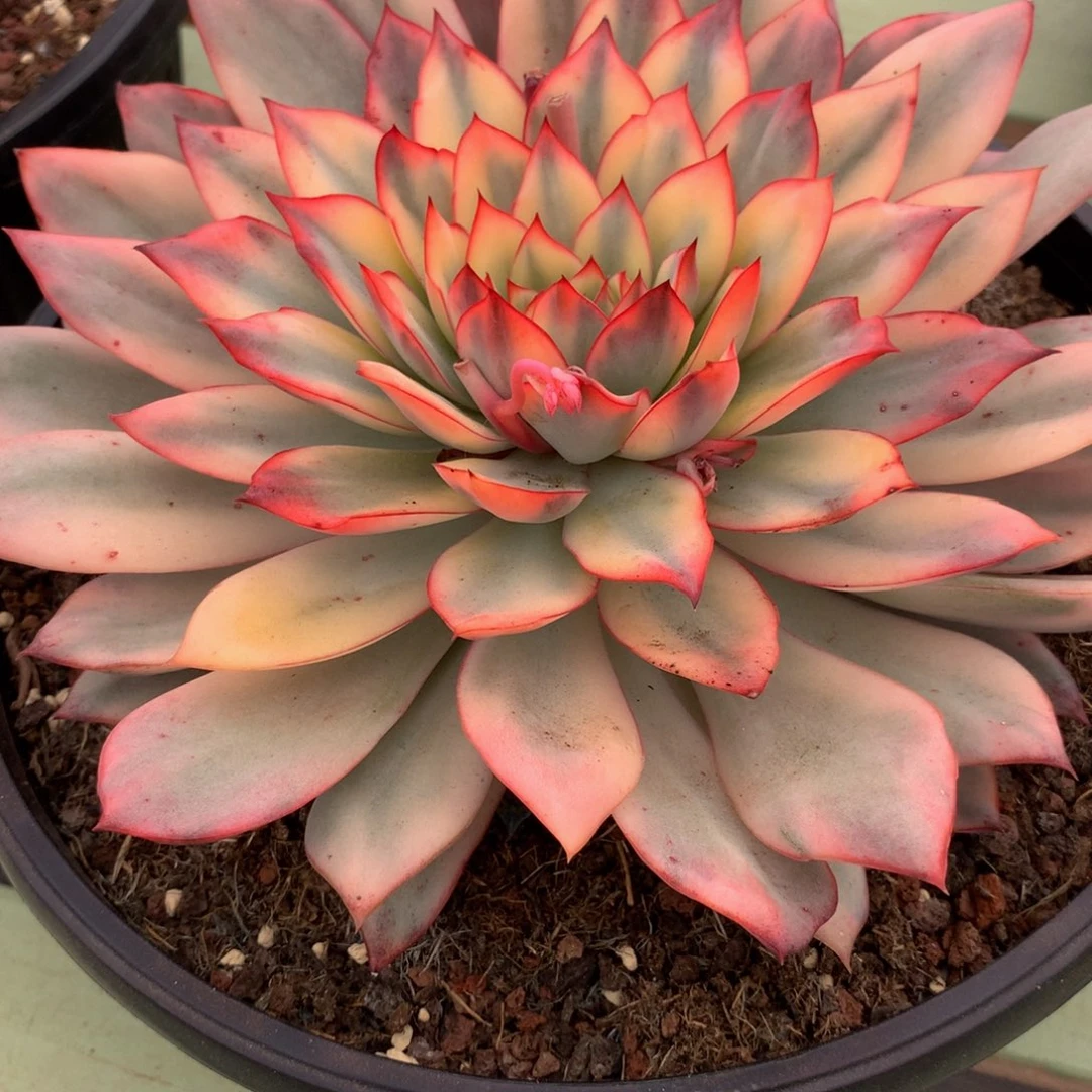 梦*琦月光女神锦