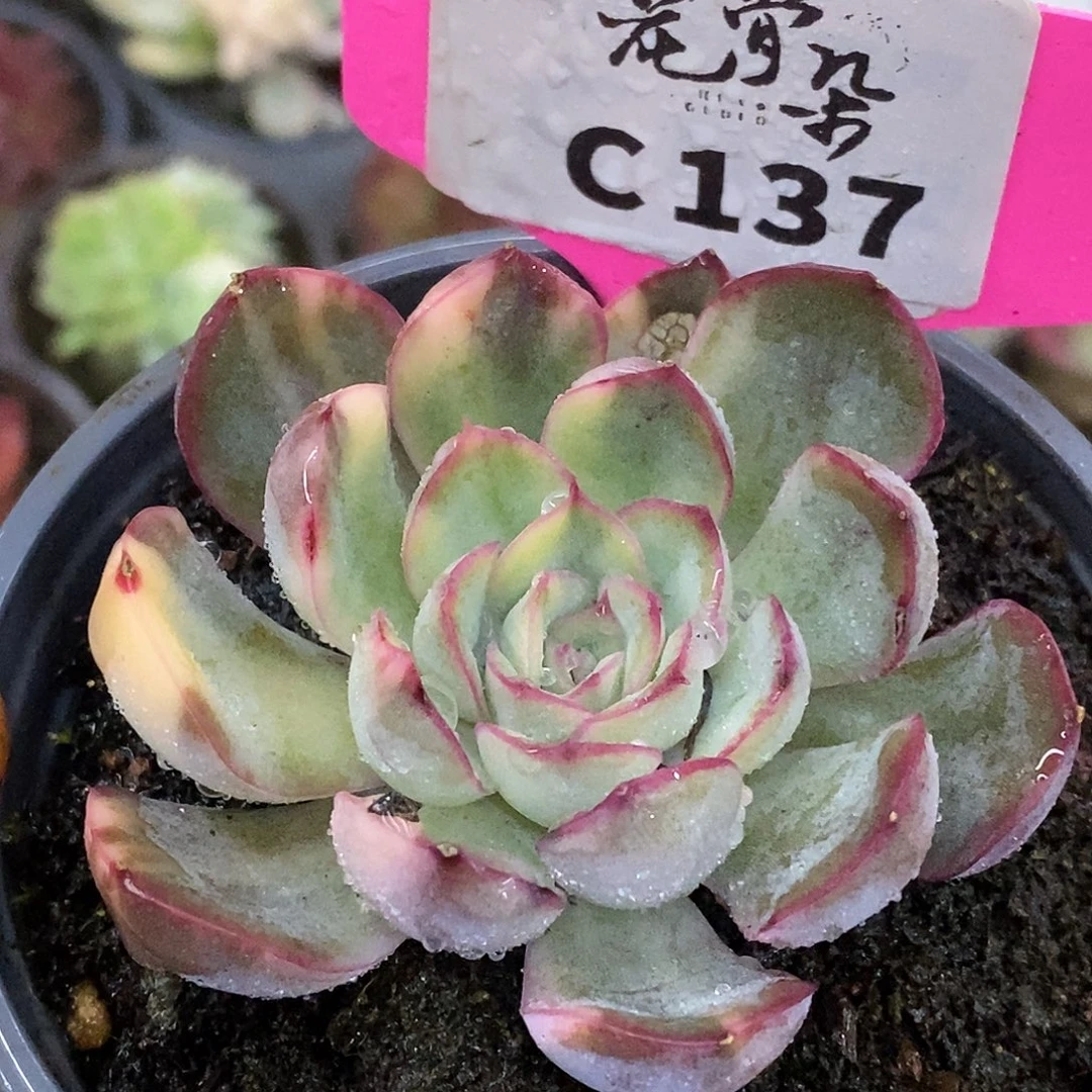 137哈哈哈哈哈哈哈哈哈